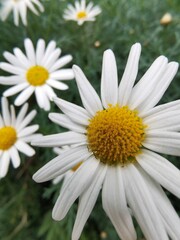 daisy in a garden