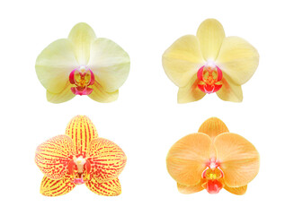 Yellow orchid isolated on white background with clipping path