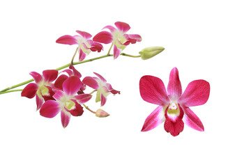 red orchid flower isolated on white background with clipping path