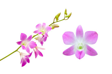 Fototapeta na wymiar purple orchid flower isolated on white background with clipping path