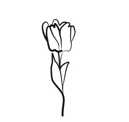 STYLIZED DRAWING OF BLACK AND WHITE TULIP FLOWER OUTLINE