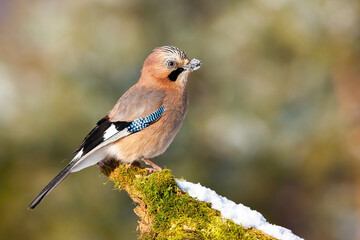 Alert eurasian jay, garrulus glandarius, sitting on branch in wintertime. Attentive bird with blue stripe on wings observing on mossy twig covered with snow. Small brown feathered animal in nature.