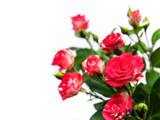 Red roses on white