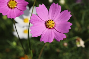 秋の公園に咲くコスモスのピンクの花