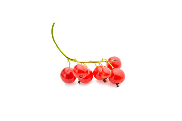 Red currant berries isolated on white background