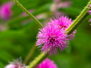 Giant sensitive plant background. (Scientific name Mimosa diplotricha)