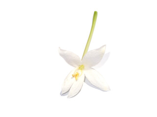 Obraz premium Close up of white Indian cork flowers on white background