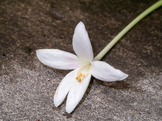 Close up of white Indian cork flowers on the ground