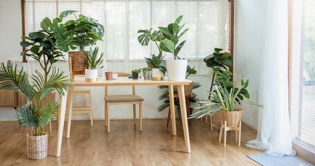 Photo of stylish minimal room interior with different home plants. Botanic style in living room with a table and chair. Green spring theme concept