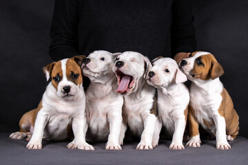 portrait of american staffordshire terrier puppies