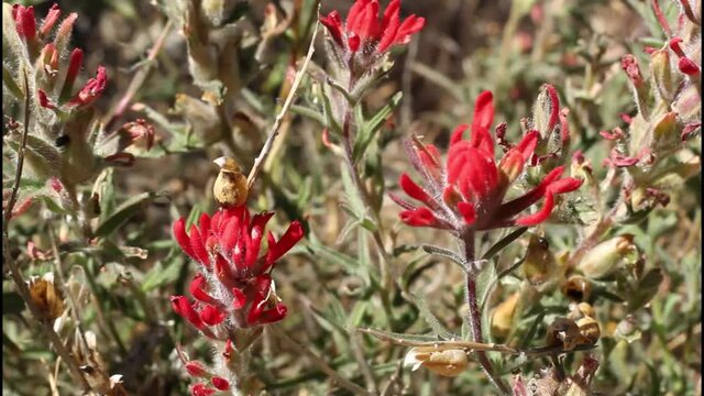 Red spike inflorescences of Desert Paintbrush, Castilleja Chromosa, Orobanchaceae, native hermaphroditic hemiparasitic herbaceous perennial in the San Bernardino Mountains, Transverse Ranges, Summer.