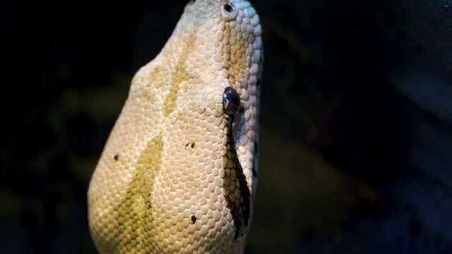 The closer look of the head of the boa constrictor snake