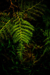 Photos in the forest