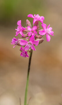 sticky catchfly or clammy campion (Viscaria vulgaris) flower