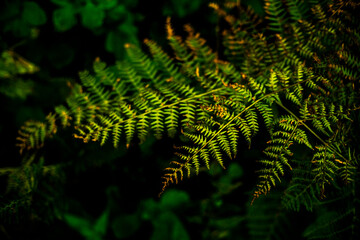 Photos in the forest