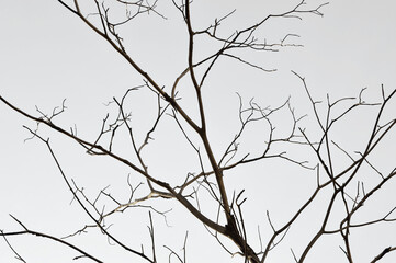 Dead tree branches isolated on white background