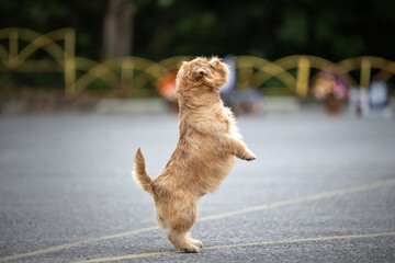 Portrait of a dancing norfolk terrier breed