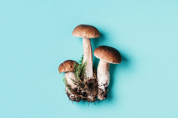 Boletus edulis mushroom on blue background. Copy space. Top view. Organic forest food, edible fresh picked Porcini mushroom. Autumn harvest concept. Cep mushroom picking