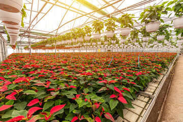 Poinsettia growing in pots