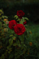 Beautiful roses in garden, roses for Valentine Day.