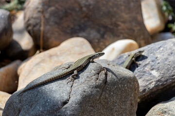 Two Common lizard (lat. Lacerta agilis) bask on the rocks in the warm autumn sun