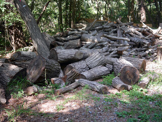 Log trunks pile in the forest