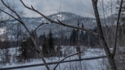 travel through the Siberian forests at different times of the year

