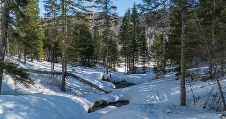 travel through the Siberian forests at different times of the year

