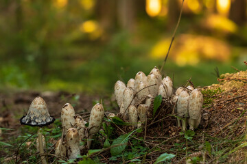 Coprinus comatus - Edible mushroom colony in the forest in golden light