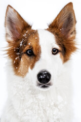 Portrait of a spotted mixed breed dog with snow and ice crystals on the fur