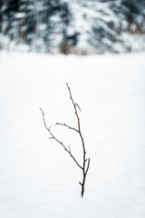Fototapeta na wymiar Little branch among deep new snow, forest in the background, lonely plant