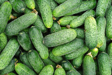 Fresh organic cucumbers as a food background texture. Picked crop of cucumber.