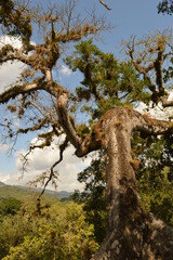 The ruins of the Mayan temple city of Copan in the jungles of Honduras in Central America