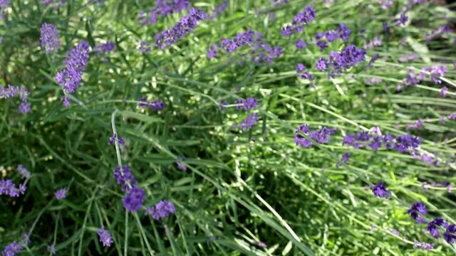 Beautiful big bush of lavender flowers, background, aroma