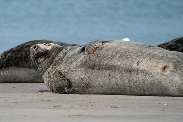 Fototapeta premium Wild Grey lazy seal colony on the beach at Dune, Germany. Group with various shapes and sizes of gray seal. Sea in background