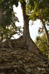 Fototapeta premium The ruins of the Mayan temple city of Copan in the jungles of Honduras in Central America