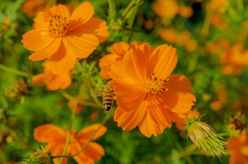 オレンジのコスモスとミツバチ