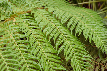 fern leaves