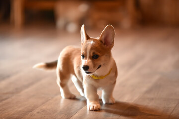 室内で過ごすコーギーの赤ちゃん