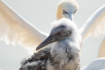 Fresh close-up of young northern gannet standing in front of large adult with wings spread. Island Helgoland, Germany