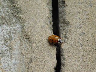 ladybug on a stone