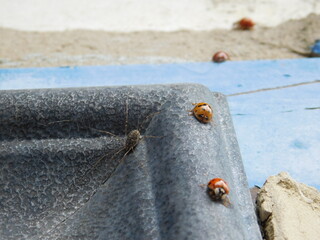 ladybird on the wall