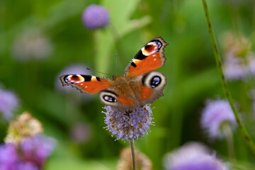 秋の大雪森のガーデンのクジャクチョウ