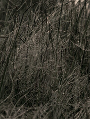 mystical spider webs in the last morning fog with morning dew