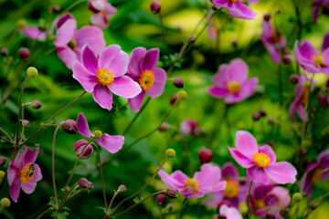 Obraz premium 秋の大雪森のガーデンのシュウメイギク