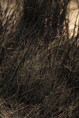 mystical spider webs in the last morning fog with morning dew