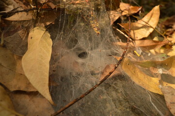 The Mayan ruins in the temple city of Copan in the jungle of Honduras, Central America