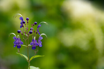 秋の大雪森のガーデンのカリガネソウ