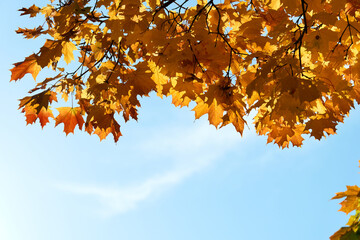 Colorful autumn leaves and branches against the blue sky and sun. Season, nature, autumn card, thanksgiving, fall background concept.Copy space, selective focus..