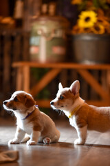 室内で過ごすコーギーの赤ちゃん